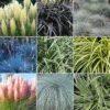 Grass Plant Mix - Beautiful Collection Of Outdoor Plants, Ideal For UK Gardens, 9cm Pots (10 Pack)