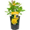 Happy Birthday Yellow Rose - Outdoor Plant, Ideal For Gardens, Compact Size
