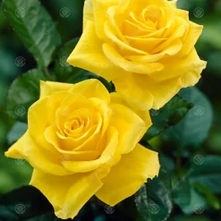 Happy Birthday Yellow Rose - Outdoor Plant, Ideal For Gardens, Compact Size -Cheap Grow And Trim Store happy birthday yellow rose outdoor plant ideal for gardens compact size5051641538778 02c MP