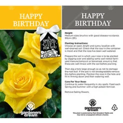 Happy Birthday Yellow Rose - Outdoor Plant, Ideal For Gardens, Compact Size -Cheap Grow And Trim Store happy birthday yellow rose outdoor plant ideal for gardens compact size5051641538778 03c MP