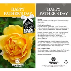 Happy Father's Day Yellow Rose - Outdoor Plant, Ideal For Gardens, Compact Size -Cheap Grow And Trim Store happy father s day yellow rose outdoor plant ideal for gardens compact size5051641556123 02c MP