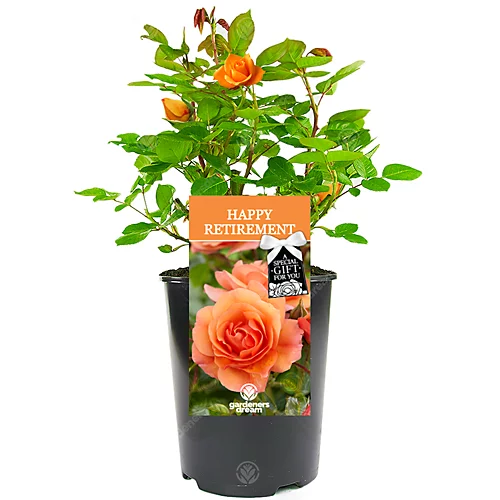Happy Retirement Orange Rose - Outdoor Plant, Ideal For Gardens, Compact Size 1 Happy Retirement Orange Rose - Outdoor Plant, Ideal For Gardens, Compact Size