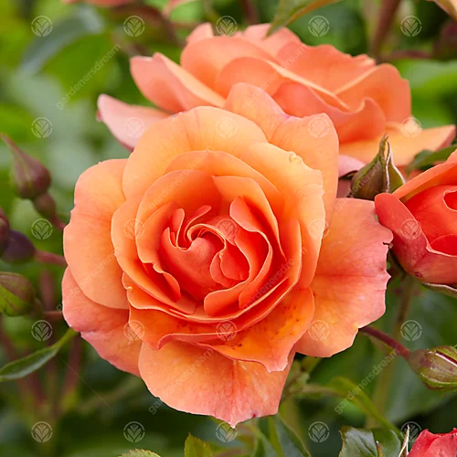 Happy Retirement Orange Rose - Outdoor Plant, Ideal For Gardens, Compact Size 2 Happy Retirement Orange Rose - Outdoor Plant, Ideal For Gardens, Compact Size - Image 2