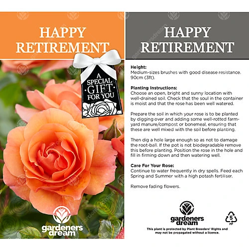 Happy Retirement Orange Rose - Outdoor Plant, Ideal For Gardens, Compact Size 3 Happy Retirement Orange Rose - Outdoor Plant, Ideal For Gardens, Compact Size - Image 3
