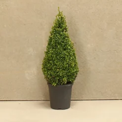 Hedges Direct Box 50cm Topiary Cone -Cheap Grow And Trim Store hedges direct box 50cm topiary cone5056684003139 02c MP