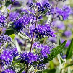 Hedges Direct Caryopteris Cland. 'Heavenly Blue' Garden Shrub -Cheap Grow And Trim Store hedges direct caryopteris cland heavenly blue garden shrub5056684004631 02c MP