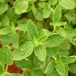 Hedges Direct Caryopteris Cland. 'Heavenly Blue' Garden Shrub -Cheap Grow And Trim Store hedges direct caryopteris cland heavenly blue garden shrub5056684004631 03c MP