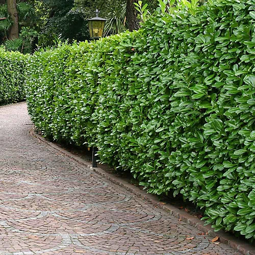 Hedges Direct Cherry Laurel 1.25m Height Evergreen Hedge Plant 1 Hedges Direct Cherry Laurel 1.25m Height Evergreen Hedge Plant