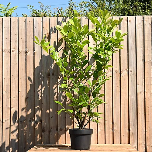 Hedges Direct Cherry Laurel 1.25m Height Evergreen Hedge Plant 3 Hedges Direct Cherry Laurel 1.25m Height Evergreen Hedge Plant - Image 3