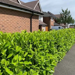 Hedges Direct Cherry Laurel 40cm Height Evergreen Hedge Plant -Cheap Grow And Trim Store hedges direct cherry laurel 40cm height evergreen hedge plant5056684001357 04c MP