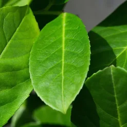 Hedges Direct Cherry Laurel 70cm Height Evergreen Hedge Plant -Cheap Grow And Trim Store hedges direct cherry laurel 70cm height evergreen hedge plant5056684003894 03c MP