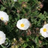 Hedges Direct Cistus Corbariensis Garden Shrub