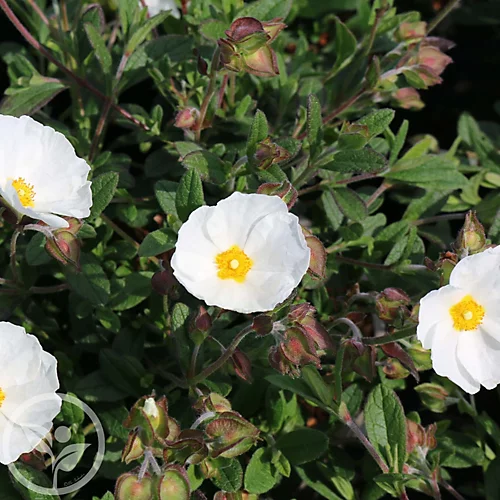 Hedges Direct Cistus Corbariensis Garden Shrub 1 Hedges Direct Cistus Corbariensis Garden Shrub