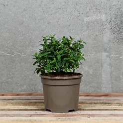 Hedges Direct Cistus Corbariensis Garden Shrub 4 Hedges Direct Cistus Corbariensis Garden Shrub -Cheap Grow And Trim Store hedges direct cistus corbariensis garden shrub5056684004648 02c MP