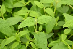 Hedges Direct Cistus Corbariensis Garden Shrub 5 Hedges Direct Cistus Corbariensis Garden Shrub -Cheap Grow And Trim Store hedges direct cistus corbariensis garden shrub5056684004648 03c MP