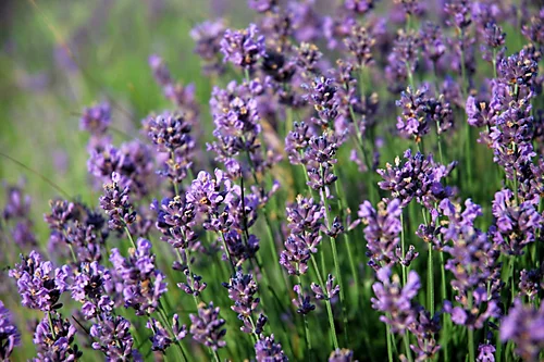 Hedges Direct Dwarf Lavender 10cm Garden Shrub 1 Hedges Direct Dwarf Lavender 10cm Garden Shrub