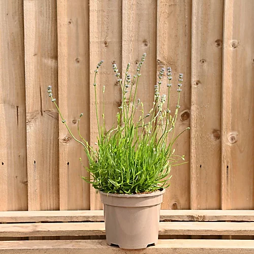 Hedges Direct Dwarf Lavender 10cm Garden Shrub 2 Hedges Direct Dwarf Lavender 10cm Garden Shrub - Image 2