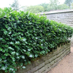 Hedges Direct English Holly 20cm Starter Plants Pack Of 12 -Cheap Grow And Trim Store hedges direct english holly 20cm starter plants pack of 125056684003849 02c MP