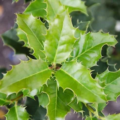 Hedges Direct English Holly 20cm Starter Plants Pack Of 12 -Cheap Grow And Trim Store hedges direct english holly 20cm starter plants pack of 125056684003849 03c MP