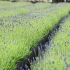 Hedges Direct English Lavender 10cm Garden Shrub