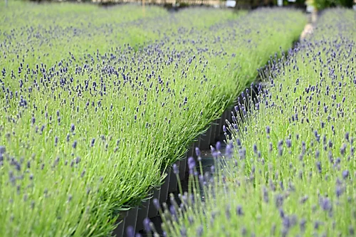Hedges Direct English Lavender 10cm Garden Shrub 1 Hedges Direct English Lavender 10cm Garden Shrub