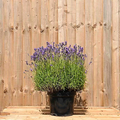 Hedges Direct English Lavender 10cm Garden Shrub 2 Hedges Direct English Lavender 10cm Garden Shrub - Image 2