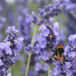 Hedges Direct English Lavender 10cm Garden Shrub 5 Hedges Direct English Lavender 10cm Garden Shrub -Cheap Grow And Trim Store hedges direct english lavender 10cm garden shrub5056684002279 03c MP
