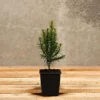 Hedges Direct English Yew 20cm Starter Plants Pack Of 12
