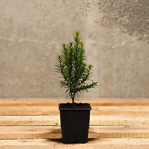 Hedges Direct English Yew 20cm Starter Plants Pack Of 12 1 Hedges Direct English Yew 20cm Starter Plants Pack Of 12