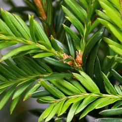 Hedges Direct English Yew 20cm Starter Plants Pack Of 12 5 Hedges Direct English Yew 20cm Starter Plants Pack Of 12 -Cheap Grow And Trim Store hedges direct english yew 20cm starter plants pack of 125056684003832 03c MP