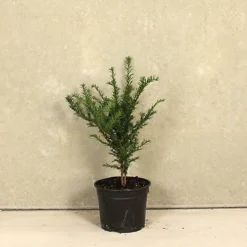 Hedges Direct English Yew 40cm Height Evergreen Hedge Plant -Cheap Grow And Trim Store hedges direct english yew 40cm height evergreen hedge plant5056684001401 02c MP