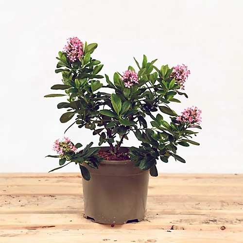 Hedges Direct Escallonia 'Pink Elle' Garden Shrub 1 Hedges Direct Escallonia 'Pink Elle' Garden Shrub