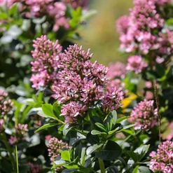 Hedges Direct Escallonia 'Pink Elle' Garden Shrub 3 Hedges Direct Escallonia 'Pink Elle' Garden Shrub -Cheap Grow And Trim Store hedges direct escallonia pink elle garden shrub5056684004679 02c MP