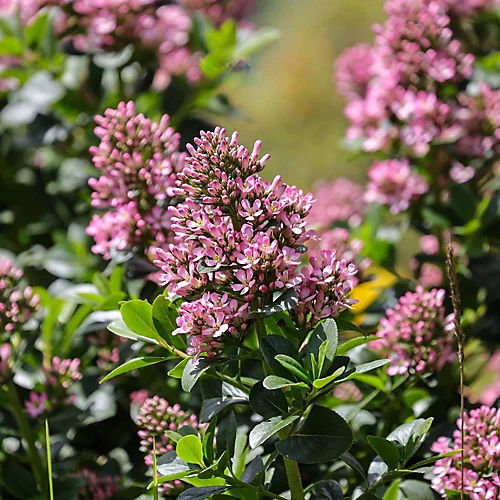 Hedges Direct Escallonia 'Pink Elle' Garden Shrub 2 Hedges Direct Escallonia 'Pink Elle' Garden Shrub - Image 2