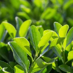 Hedges Direct Euonymus 'Jean Hugues' 20cm Height Evergreen Hedge Plant -Cheap Grow And Trim Store hedges direct euonymus jean hugues 20cm height evergreen hedge plant5056684001463 02c MP