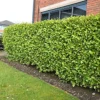 Hedges Direct Griselinia 40cm Height Evergreen Hedge Plant