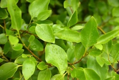 Hedges Direct Griselinia 40cm Height Evergreen Hedge Plant -Cheap Grow And Trim Store hedges direct griselinia 40cm height evergreen hedge plant5056684001531 02c MP