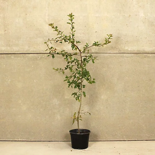 Hedges Direct Hawthorn 1m Height Native Hedge Plant 3 Hedges Direct Hawthorn 1m Height Native Hedge Plant - Image 3