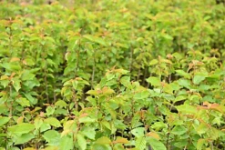 Hedges Direct Hazel 40cm Height Native Hedge Plant -Cheap Grow And Trim Store hedges direct hazel 40cm height native hedge plant5056684001593 02c MP