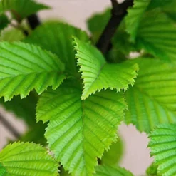 Hedges Direct Hornbeam 1.5m Height Native Hedge Plant 4 Hedges Direct Hornbeam 1.5m Height Native Hedge Plant -Cheap Grow And Trim Store hedges direct hornbeam 1 5m height native hedge plant5056684001616 02c MP