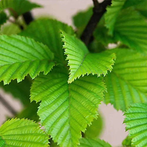 Hedges Direct Hornbeam 1.5m Height Native Hedge Plant 2 Hedges Direct Hornbeam 1.5m Height Native Hedge Plant - Image 2