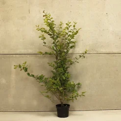 Hedges Direct Hornbeam 1.5m Height Native Hedge Plant 5 Hedges Direct Hornbeam 1.5m Height Native Hedge Plant -Cheap Grow And Trim Store hedges direct hornbeam 1 5m height native hedge plant5056684001616 03c MP