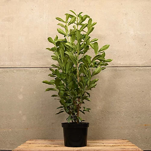 Hedges Direct Laurel 'Caucasica' 60cm Height Evergreen Hedge Plant 1 Hedges Direct Laurel 'Caucasica' 60cm Height Evergreen Hedge Plant