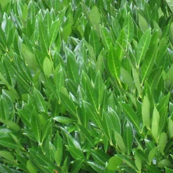 Hedges Direct Laurel 'Caucasica' 60cm Height Evergreen Hedge Plant 5 Hedges Direct Laurel 'Caucasica' 60cm Height Evergreen Hedge Plant -Cheap Grow And Trim Store hedges direct laurel caucasica 60cm height evergreen hedge plant5056684001630 03c MP