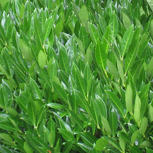 Hedges Direct Laurel 'Caucasica' 60cm Height Evergreen Hedge Plant 3 Hedges Direct Laurel 'Caucasica' 60cm Height Evergreen Hedge Plant - Image 3