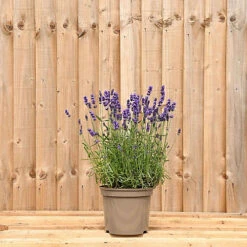Hedges Direct Lavender Hidcote 10cm Garden Shrub Pack Of 6 -Cheap Grow And Trim Store hedges direct lavender hidcote 10cm garden shrub pack of 65056684003856 02c MP