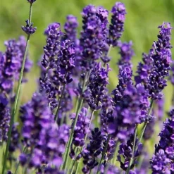 Hedges Direct Lavender Hidcote 10cm Garden Shrub -Cheap Grow And Trim Store hedges direct lavender hidcote 10cm garden shrub5056684002262 02c MP