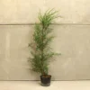 Hedges Direct Leylandii 70cm Height Evergreen Hedge Plant