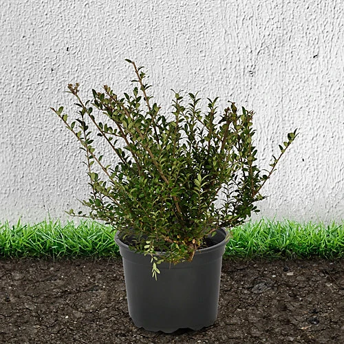 Hedges Direct Lonicera Nitida 30cm Height Evergreen Hedge Plant 1 Hedges Direct Lonicera Nitida 30cm Height Evergreen Hedge Plant