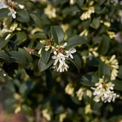 Hedges Direct Osmanthus Burkwoodii 10cm Starter Plants Pack Of 18 -Cheap Grow And Trim Store hedges direct osmanthus burkwoodii 10cm starter plants pack of 185056684003733 02c MP